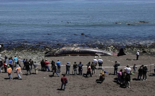 Balena spiaggiata in Cile